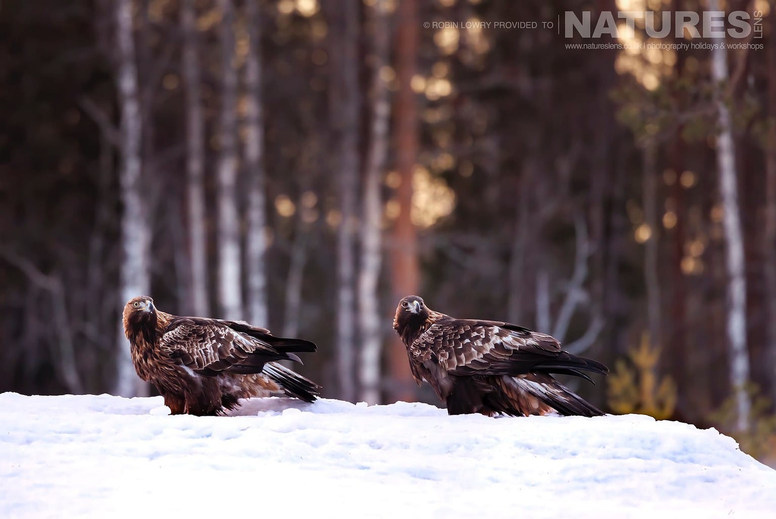 The Pair Of Golden Eagles On Snowy Ground Photographed During A Natureslens Photography Holiday To Photograph Northern Sweden Eagles In Winter