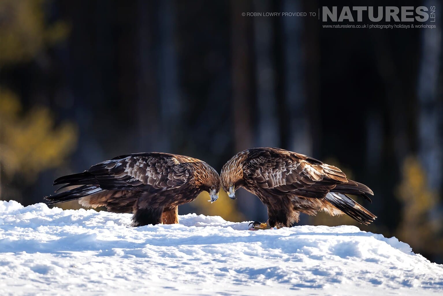 The Pair Of Golden Eagles Photographed During A Natureslens Photography Holiday To Photograph Northern Sweden Eagles In Winter
