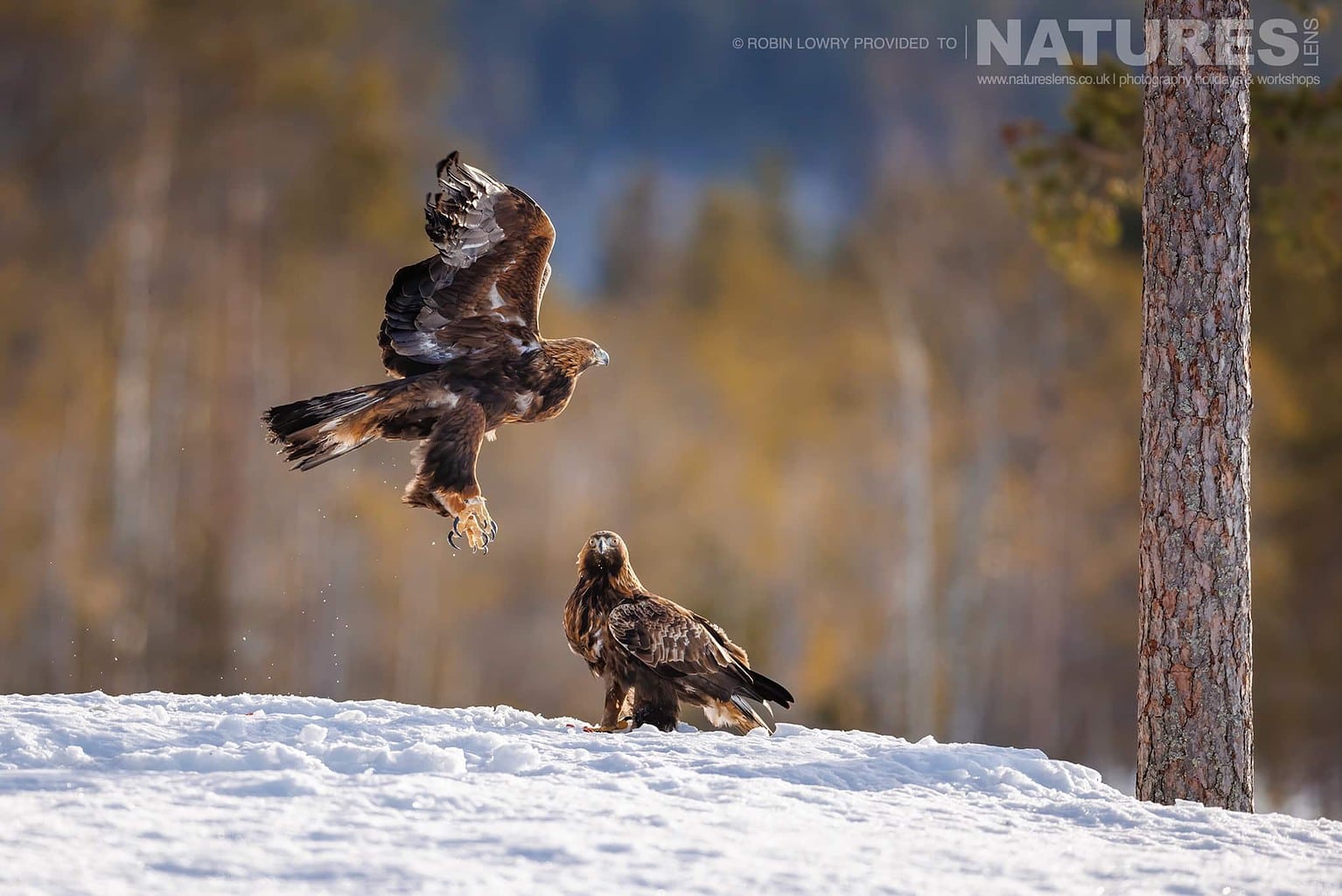 The Pair Of Mated Golden Eagles In The Forest Environment Photographed During A Natureslens Photography Holiday To Photograph Northern Sweden Eagles In Winter