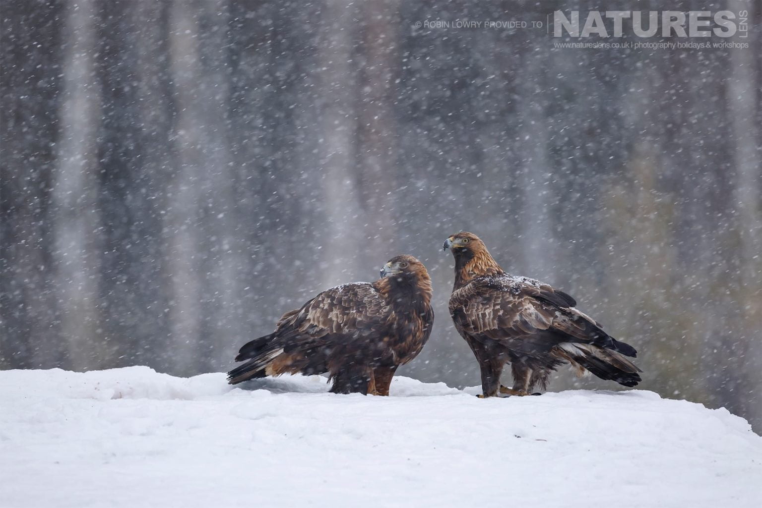 The Pair Of Mated Golden Eagles Photographed During A Natureslens Photography Holiday To Photograph Northern Sweden Eagles In Winter