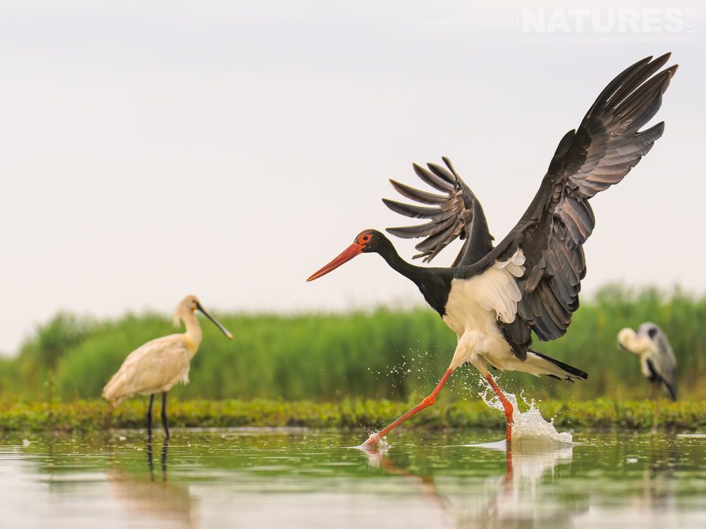 A Black Stork Runs Through One Of The Ponds With Eurasian Spoonbills Behind Photographed At Bence Mate Hides In Hungary During A Natureslens Wildlife Photography Holiday