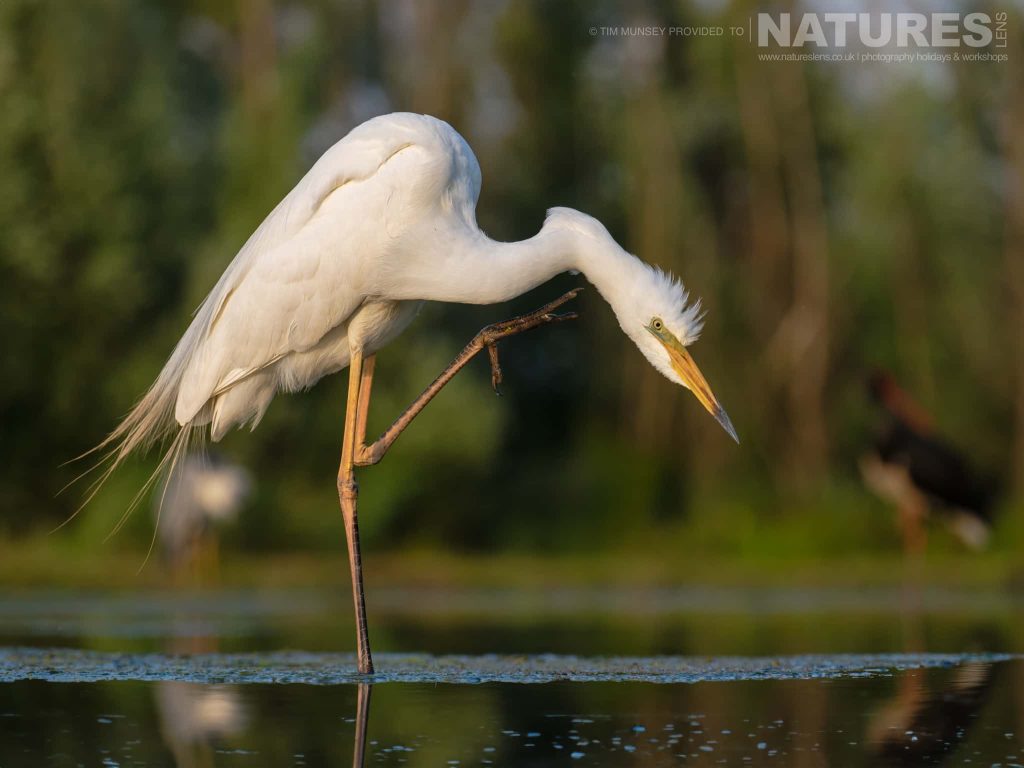 Join Us For The Wildlife Photography Hides of Hungary Photography Tour