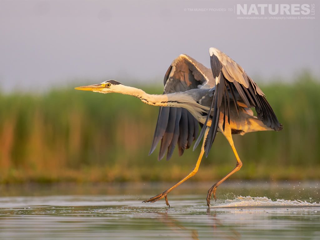 Capture the Beauty of Springtime Wildlife at Bence Mate’s Hides in Hungary with NaturesLens in {acf_year}