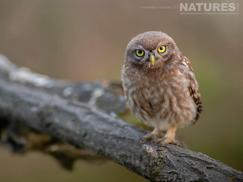 A Little Owl Perched On A Branch Photographed At Bence Mate Hides In Hungary During A Natureslens Wildlife Photography Holiday