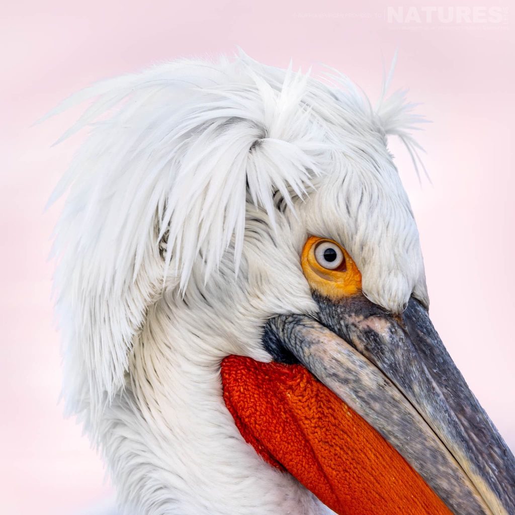 A Portrait Of One Of The Dalmatian Pelicans Of Greece