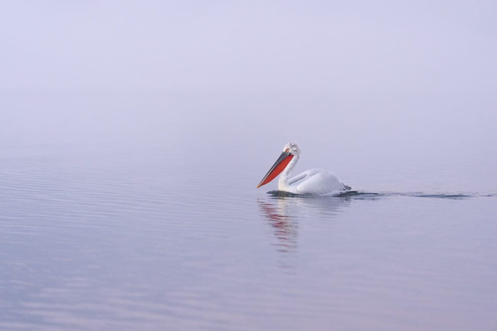 One Of Lake Kerkini Dalmatian Pelicans Photographed During A Natureslens Wildlife Photography Holiday In January 2023 By Pui Hang Miles