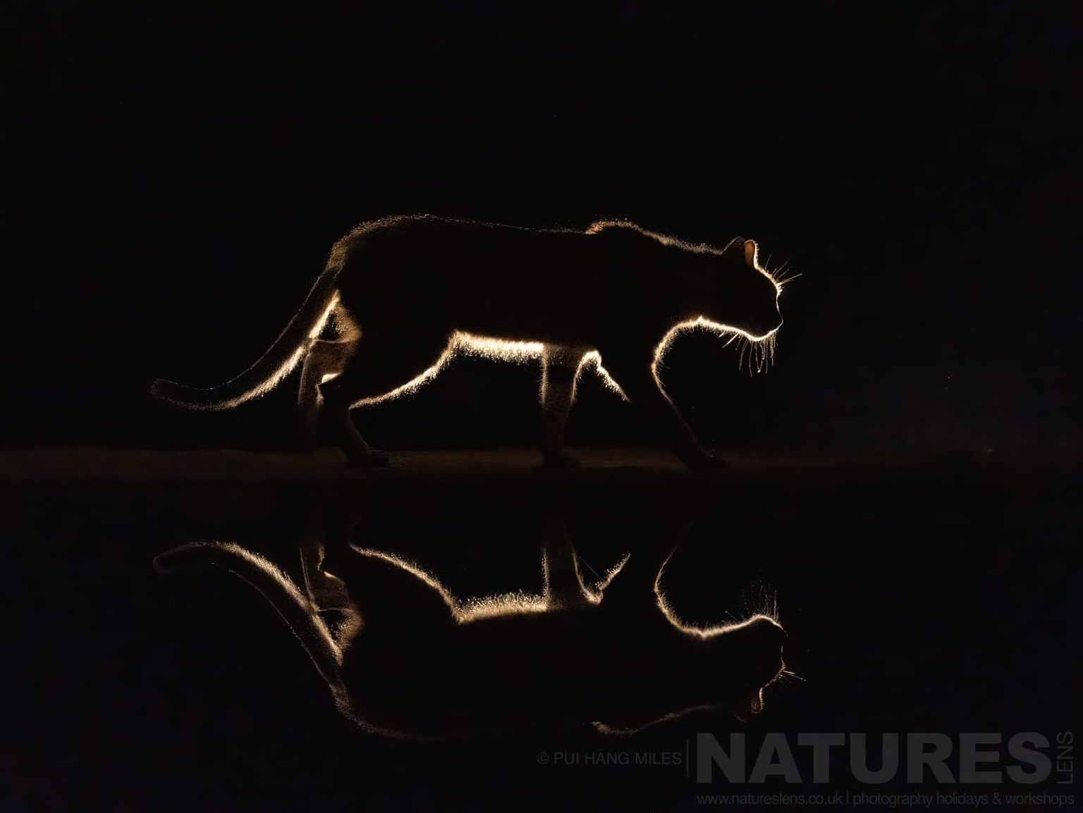 A Backlit African Wildcat Photographed At Night From The Hide At Lentorre Lodge A Location That Natureslens Have Been Visiting For A Number Of Years