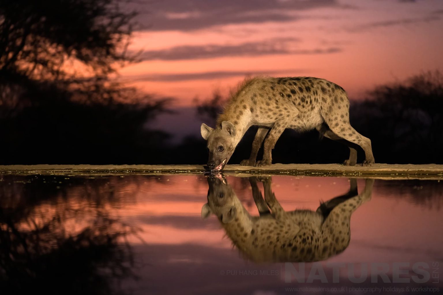 A Hyena Photographed At Dawn From The Hide At Lentorre Lodge A Location That Natureslens Have Been Visiting For A Number Of Years