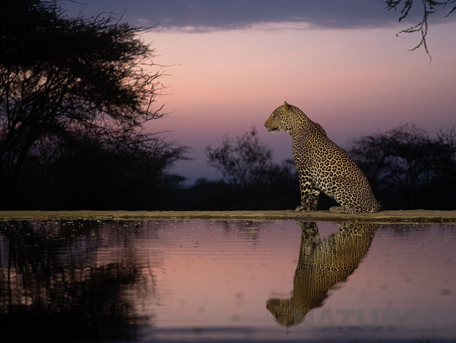 A Leopard Photographed At Dawn From The Hide At Lentorre Lodge A Location That Natureslens Have Been Visiting For A Number Of Years