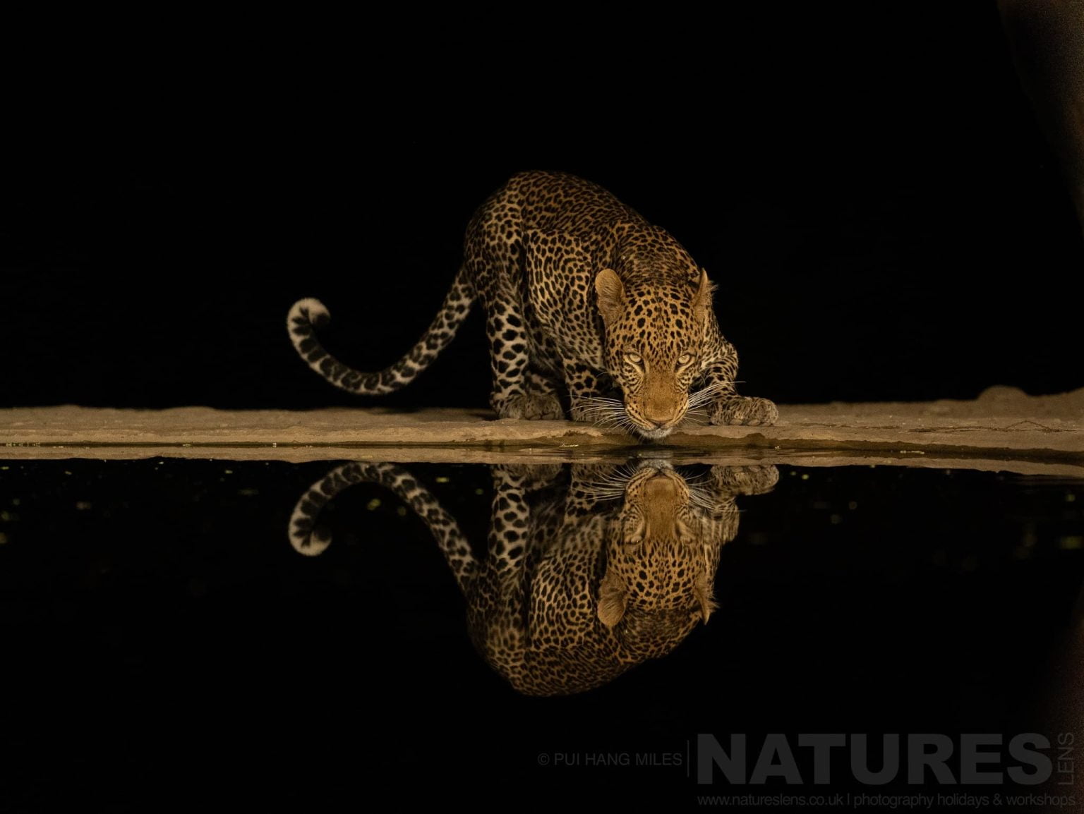 A Leopard Photographed At Night From The Hide At Lentorre Lodge A Location That Natureslens Have Been Visiting For A Number Of Years
