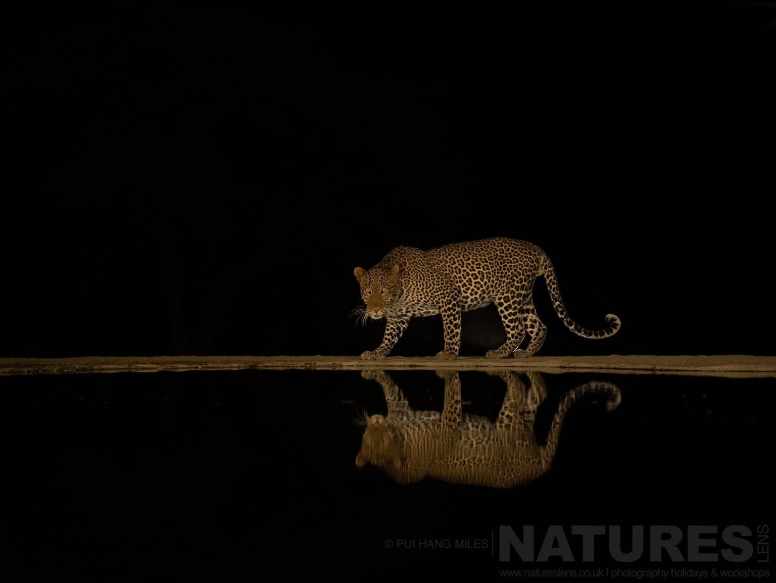 A Lone Leopard Photographed At Night From The Hide At Lentorre Lodge A Location That Natureslens Have Been Visiting For A Number Of Years