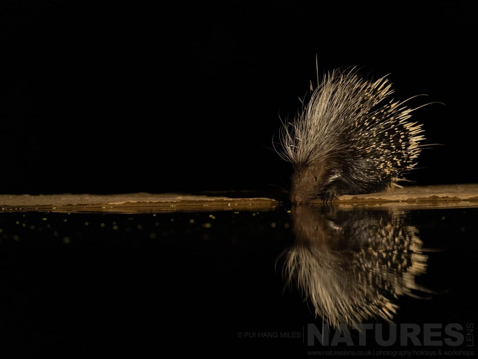 A Lone Porcupine Photographed At Night From The Hide At Lentorre Lodge A Location That Natureslens Have Been Visiting For A Number Of Years