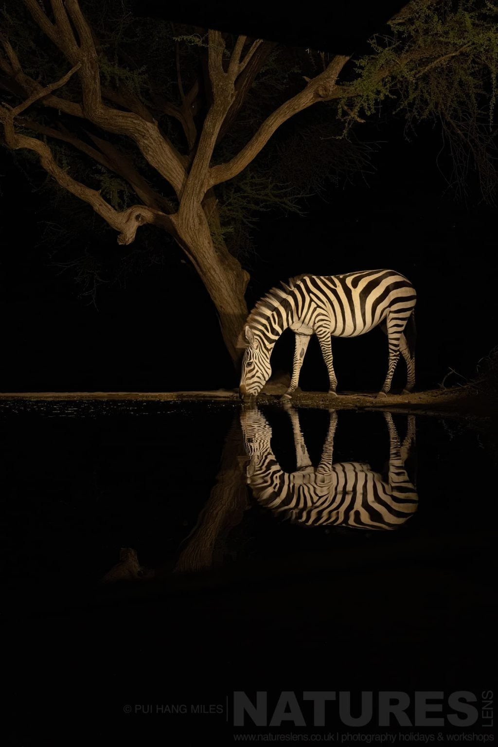 A Lone Zebra Beneath A Tree Photographed At Night From The Hide At Lentorre Lodge A Location That Natureslens Have Been Visiting For A Number Of Years