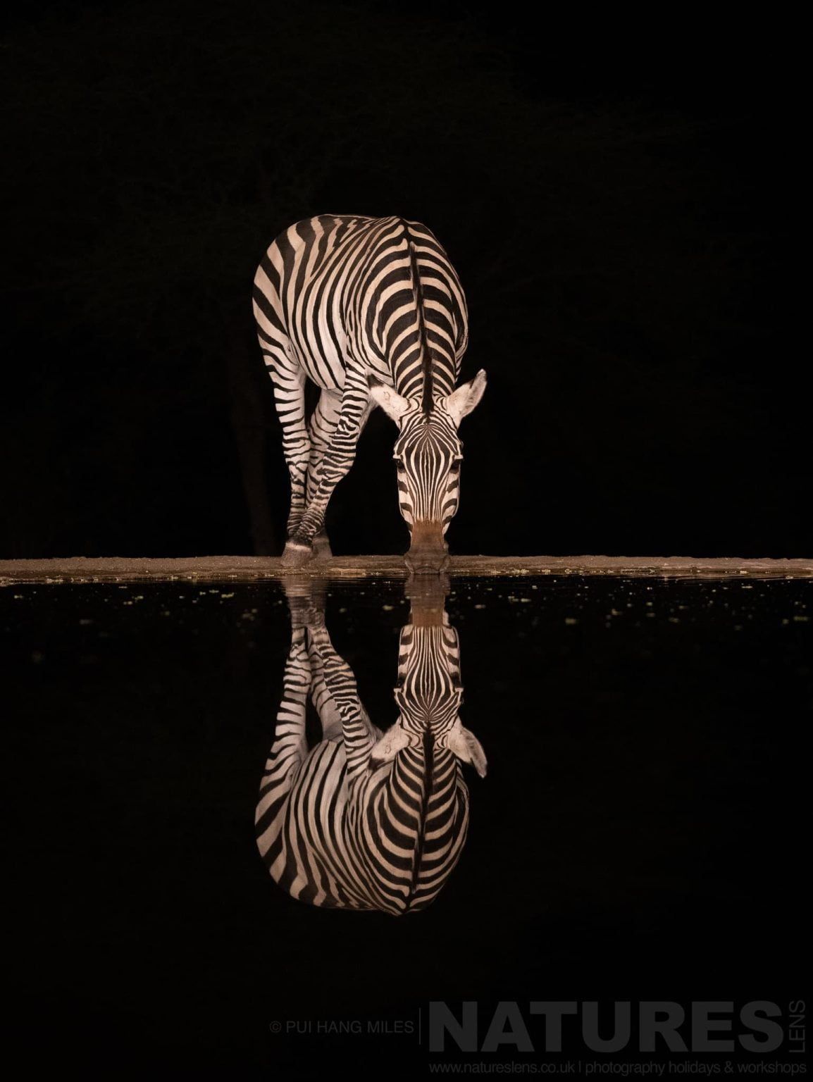 A Lone Zebra Photographed At Night From The Hide At Lentorre Lodge A Location That Natureslens Have Been Visiting For A Number Of Years