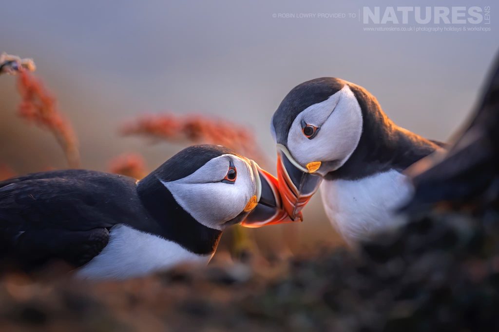 Exploring the Magical World of Atlantic Puffins on Skomer Island in Wales with NaturesLens in {acf_year}