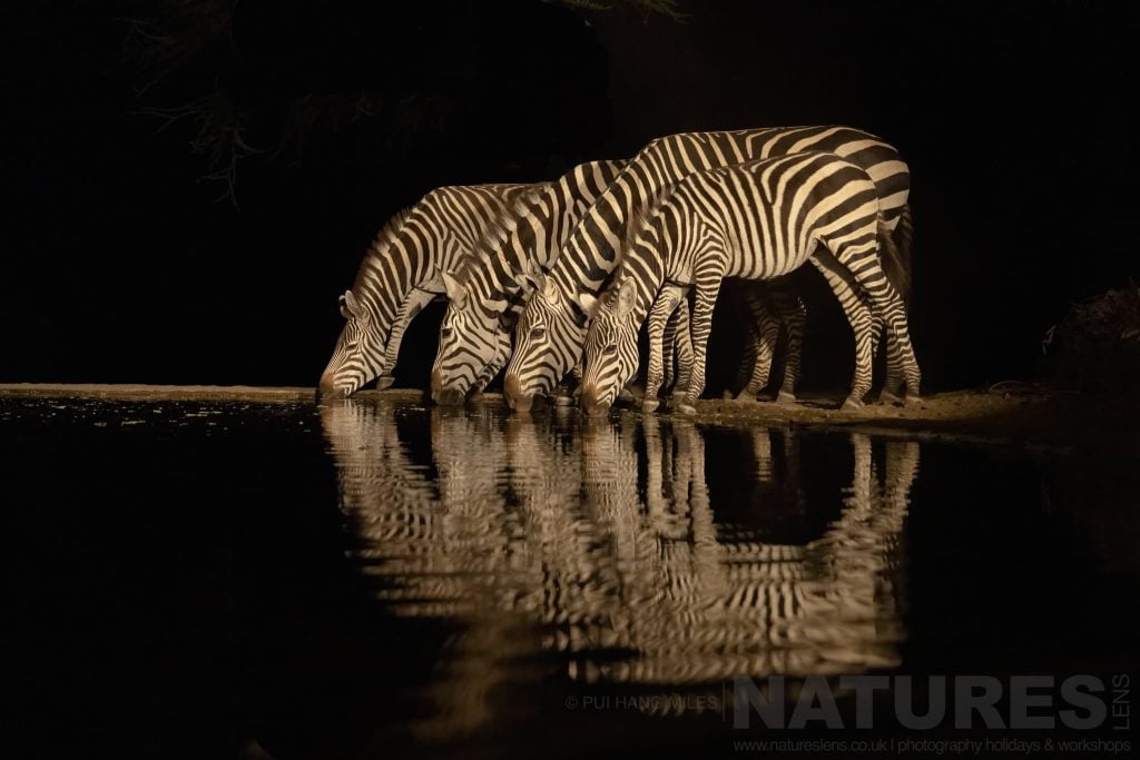 A Quartet Of Zebra Photographed At Night From The Hide At Lentorre Lodge A Location That Natureslens Have Been Visiting For A Number Of Years Pui Hang Miles – Lentorre Lodge – 2022