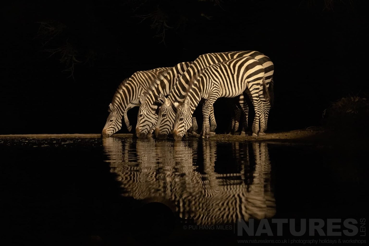 A Small Group Of Zebra Photographed At Night From The Hide At Lentorre Lodge A Location That Natureslens Have Been Visiting For A Number Of Years