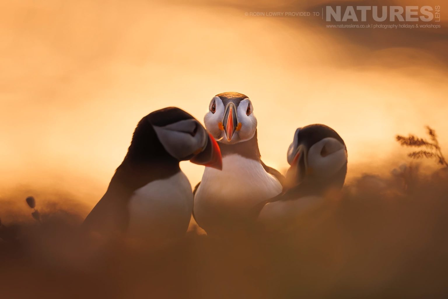 A Trio Of Atlantic Puffins Illuminated By The Golden Glow Of Sunrise On Skomer Photographed By Robin Lowry Whilst Guiding A Natureslens Atlantic Puffins Photography Holiday