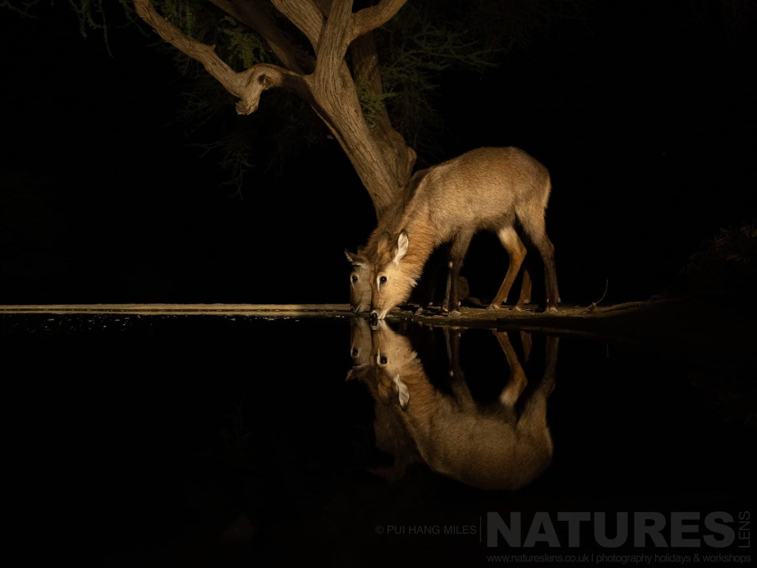A Variety Of African Wildlife Can Be Photographed At Night From The Hide At Lentorre Lodge A Location That Natureslens Have Been Visiting For A Number Of Years