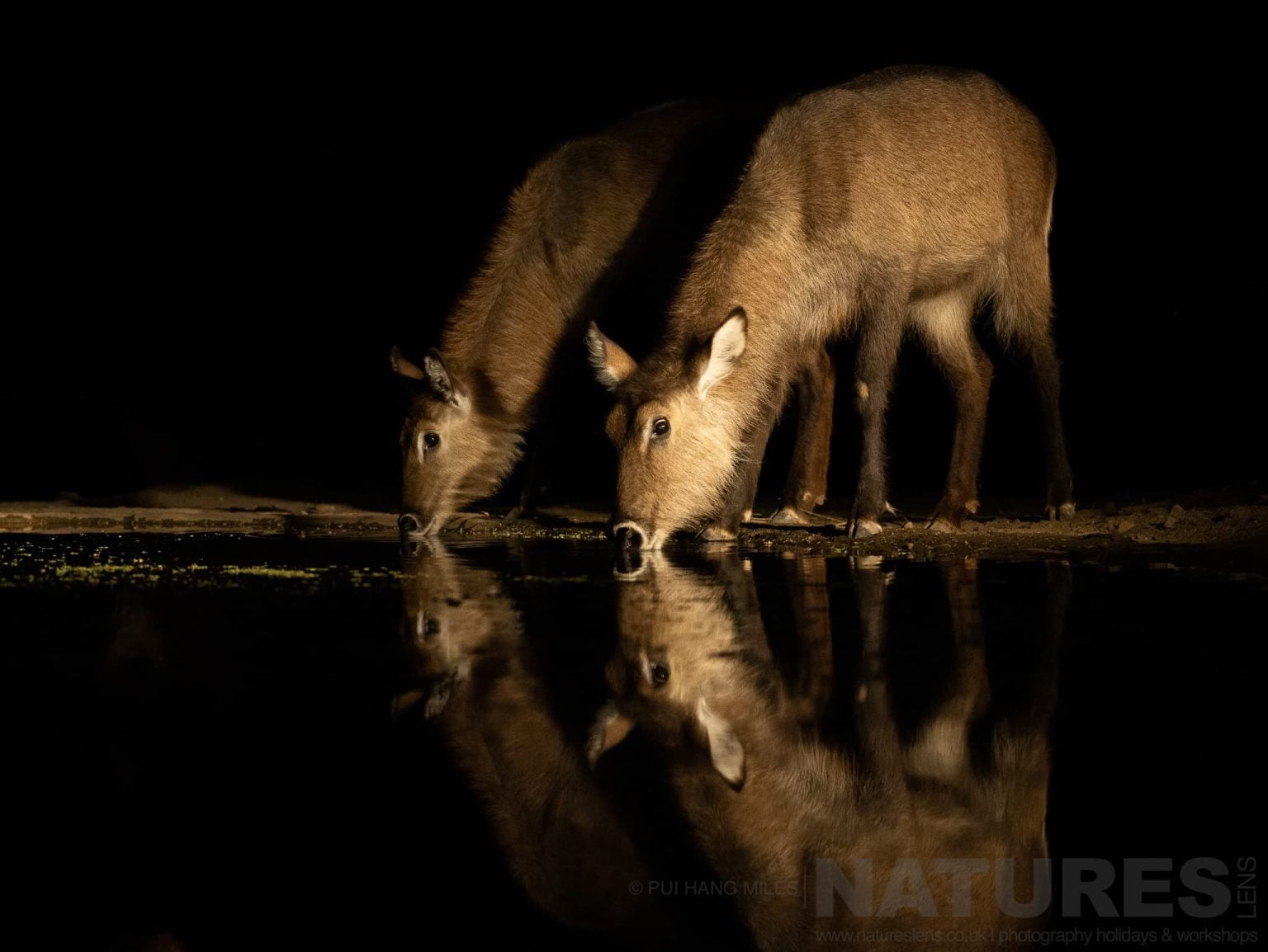 A Variety Of Wildlife Can Be Photographed At Night From The Hide At Lentorre Lodge A Location That Natureslens Have Been Visiting For A Number Of Years