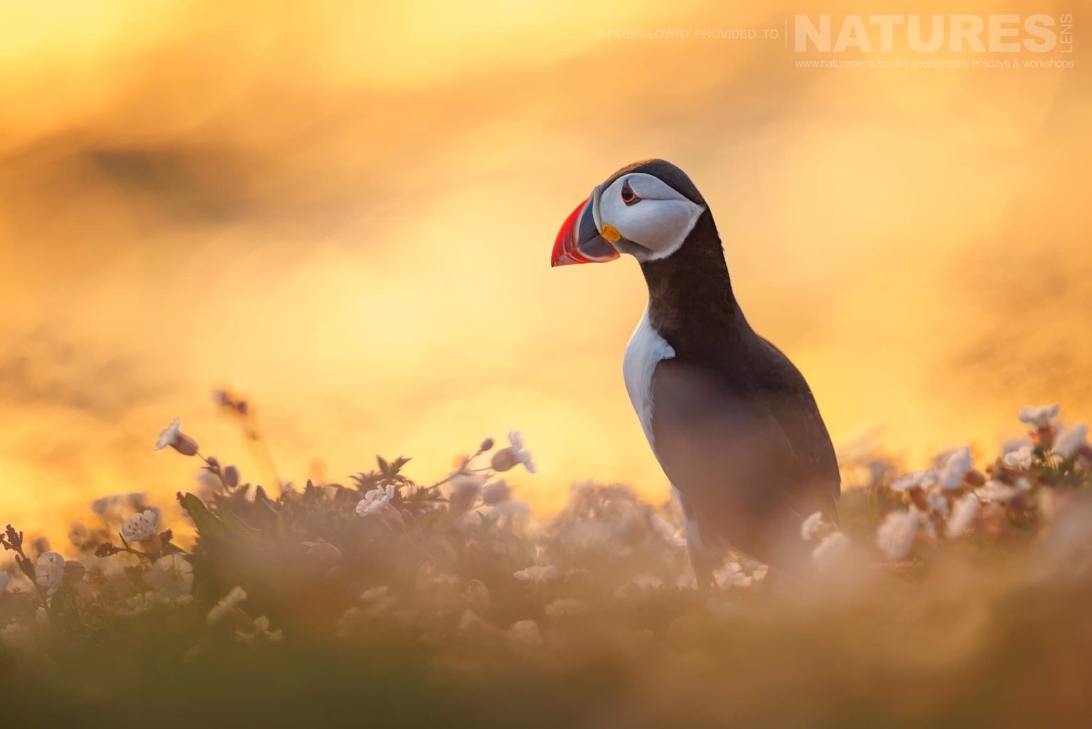 An Atlantic Puffin Against The Golden Glow Of Sunrise On Skomer Photographed By Robin Lowry Whilst Guiding A Natureslens Atlantic Puffins Photography Holiday