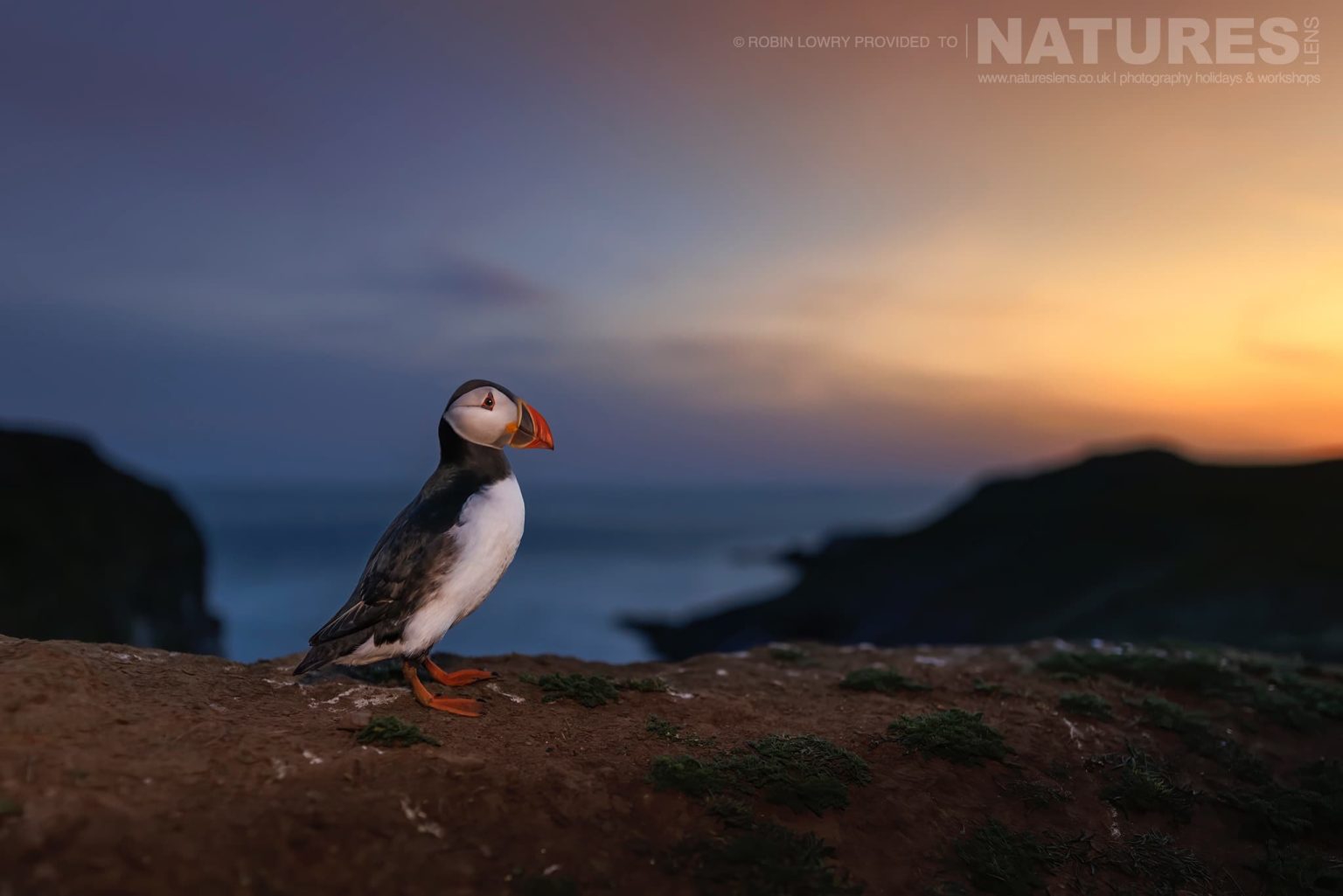 An Atlantic Puffin At The Wick On Skomer Photographed By Robin Lowry Whilst Guiding A Natureslens Atlantic Puffins Photography Holiday