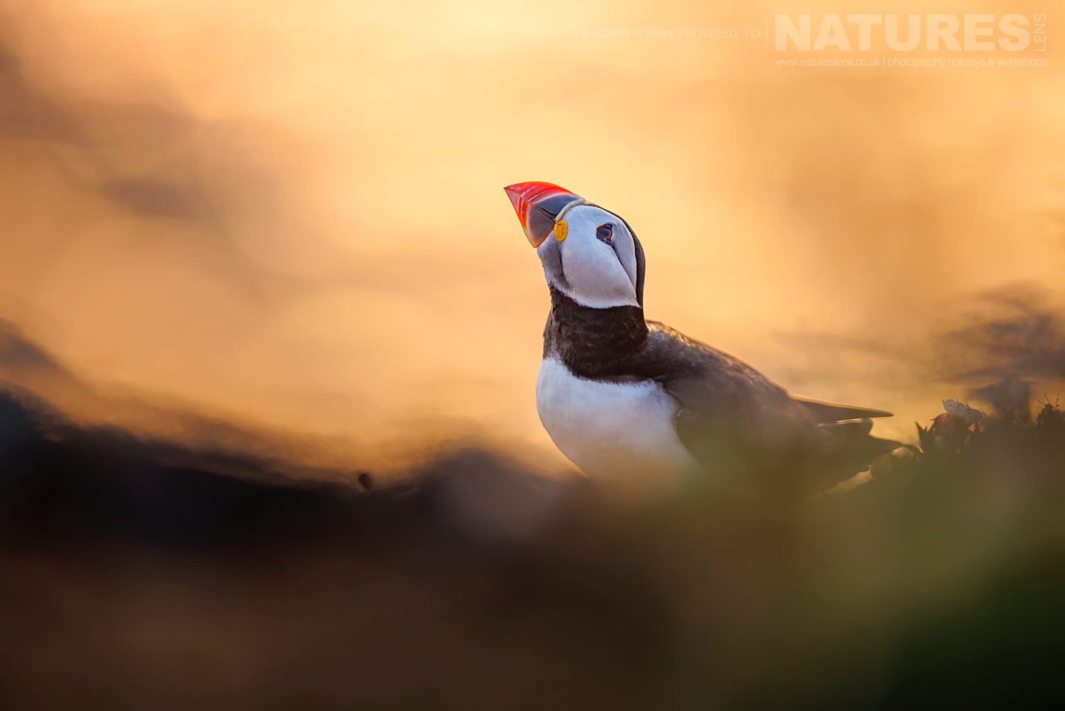 An Atlantic Puffin Looks Upwards Illuminated By The Golden Glow Of Sunrise On Skomer Photographed By Robin Lowry Whilst Guiding A Natureslens Atlantic Puffins Photography Holiday