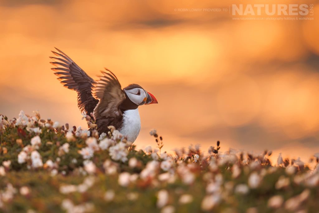 An Atlantic Puffin Stretches It Wings Photographed By Robin Lowry Whilst Guiding A Natureslens Atlantic Puffins Photography Holiday Robin Lowry – Atlantic Puffins of Skomer Island – 2023