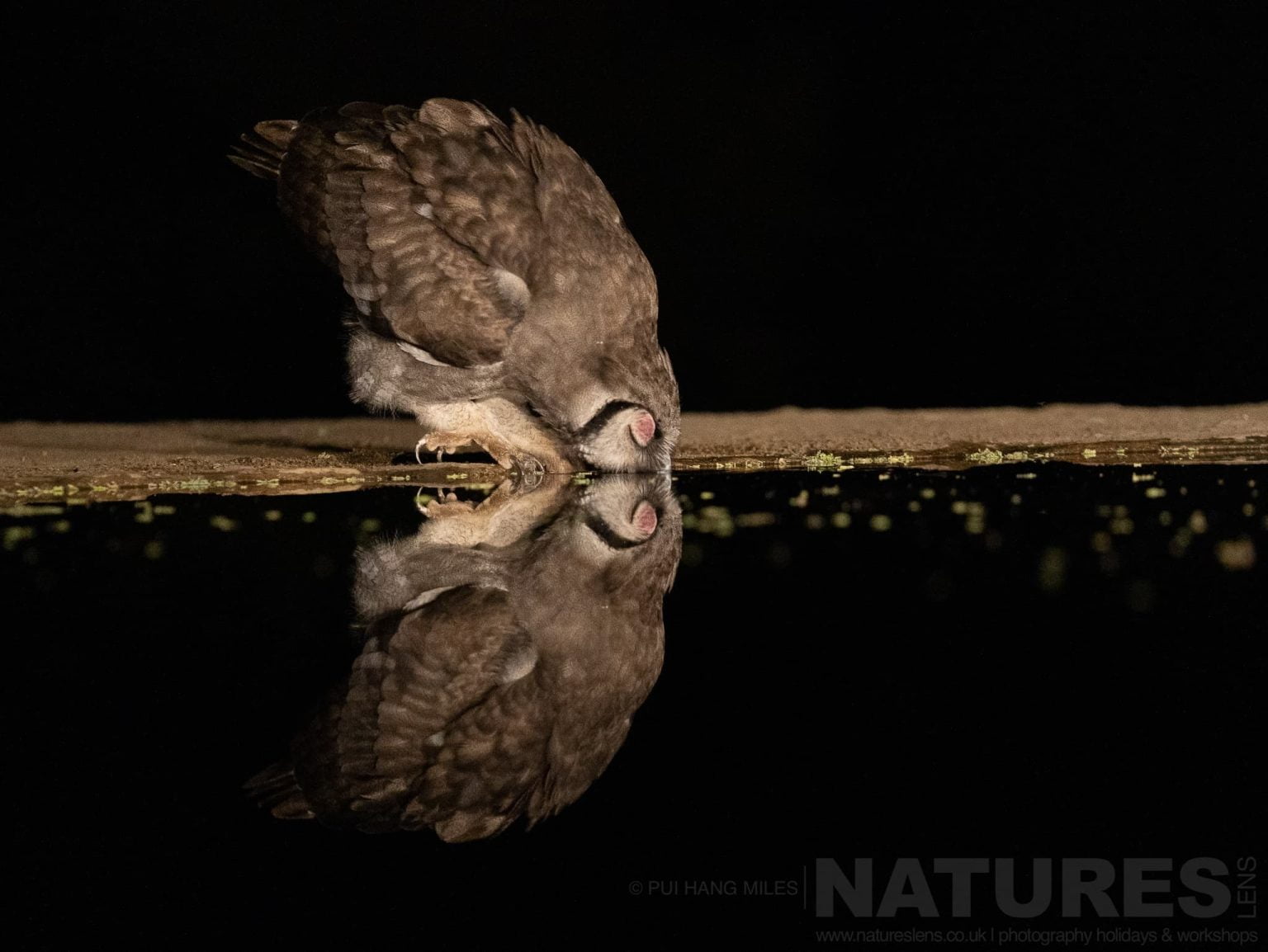 An Owl Drinking From The Waterhole Outside The Hide At Lentorre Lodge A Location That Natureslens Have Been Visiting For A Number Of Years