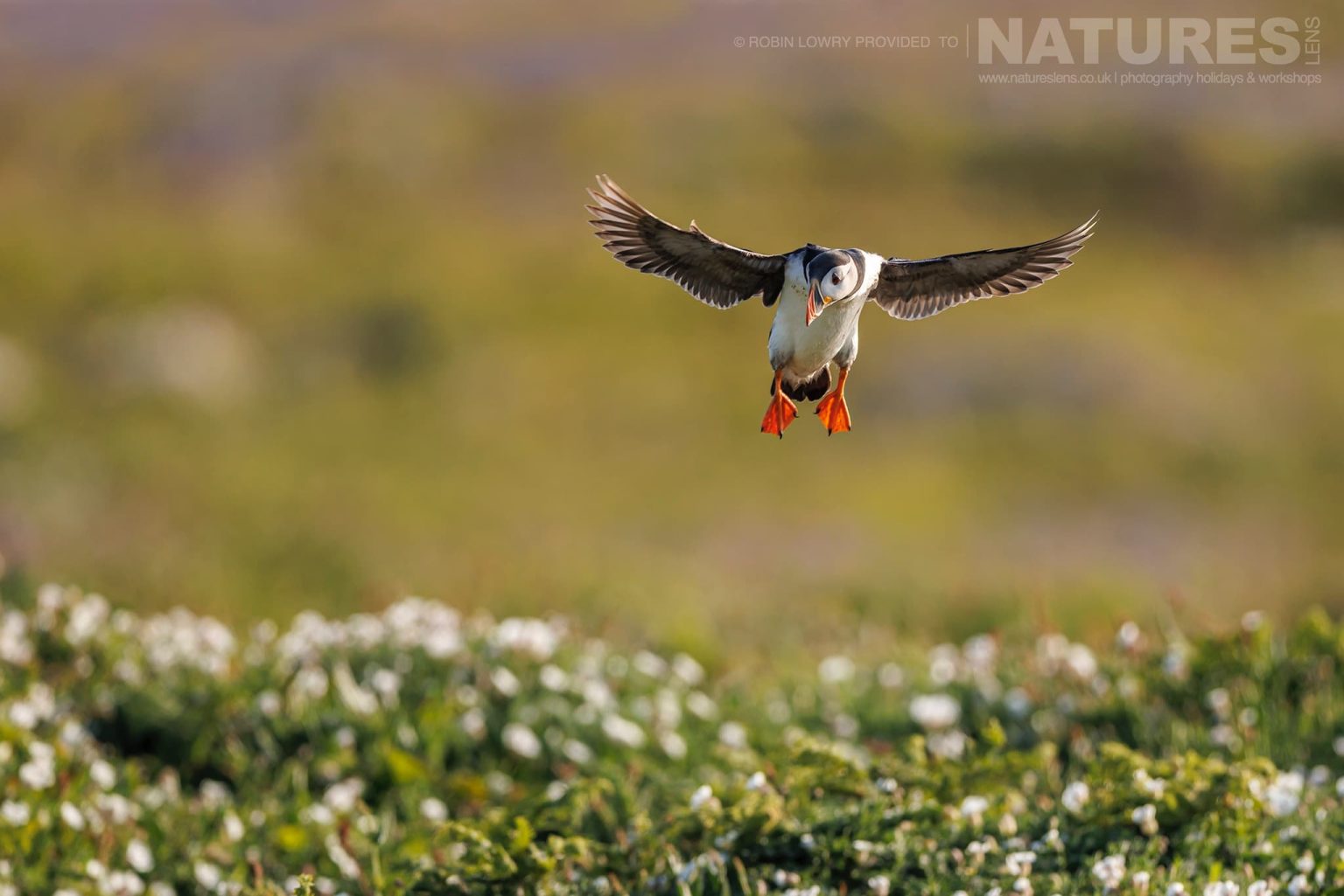 One Of Skomer Atlantic Puffins Comes In To Land Above The Sea Campion Photographed By Robin Lowry Whilst Guiding A Natureslens Atlantic Puffins Photography Holiday