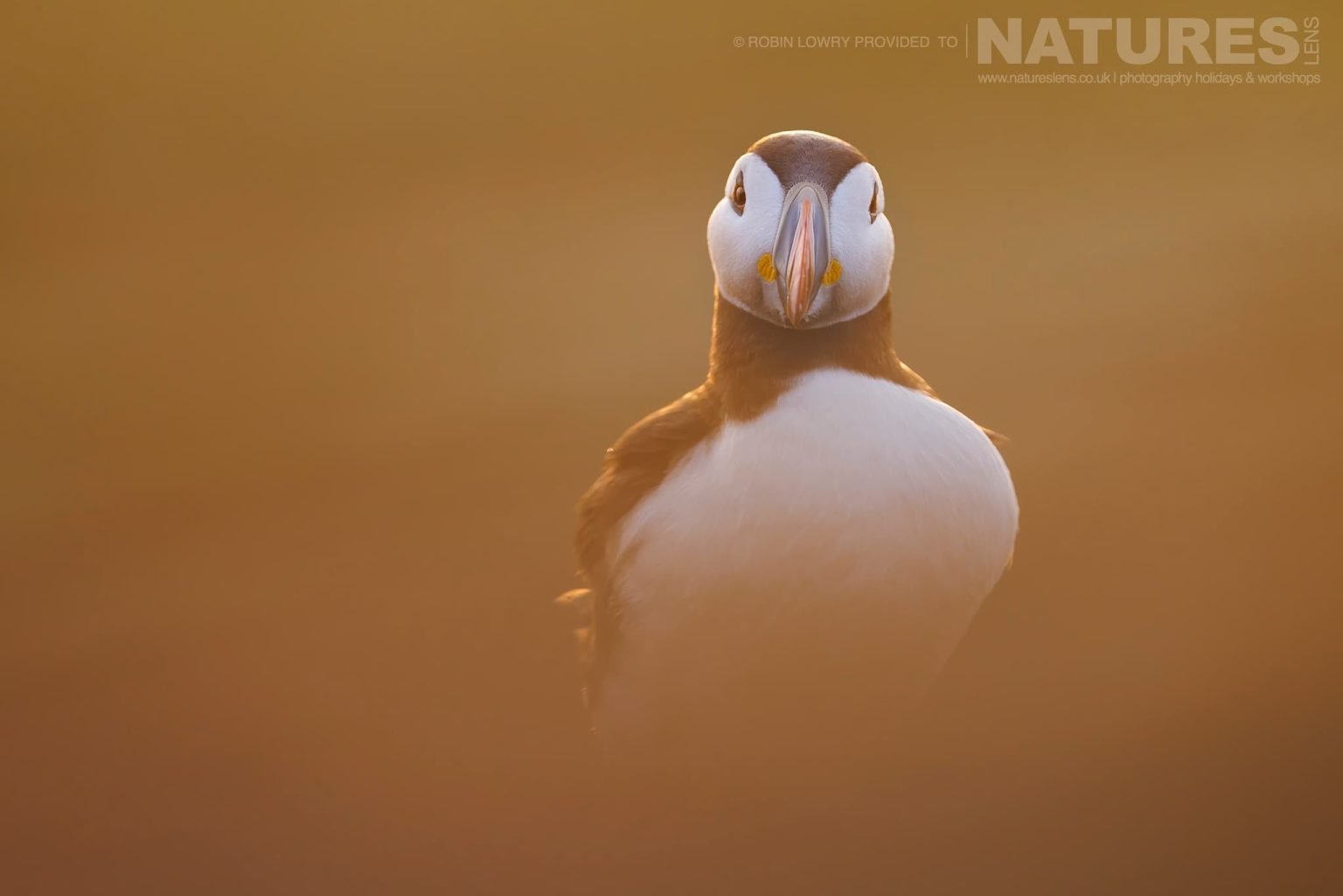 One Of Skomer Atlantic Puffins In The Soft Golden Light Of Sunrise Photographed By Robin Lowry Whilst Guiding A Natureslens Atlantic Puffins Photography Holiday