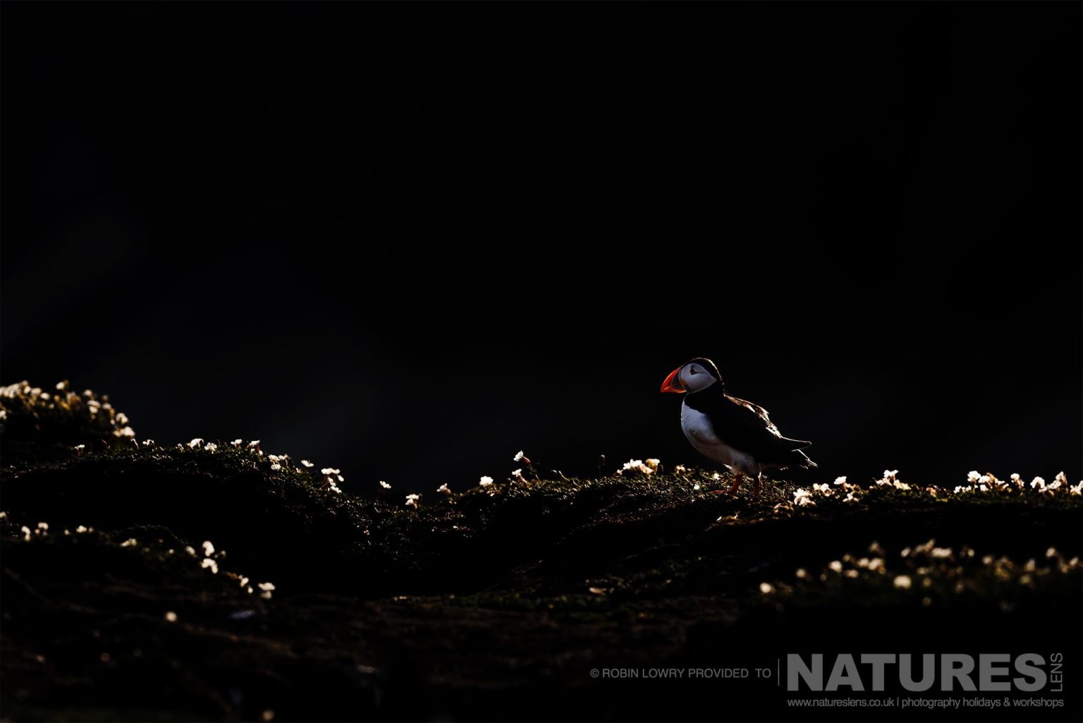 One Of Skomer Atlantic Puffins On The Sea Cliffs Of The Island Of Skomer Photographed By Robin Lowry Whilst Guiding A Natureslens Atlantic Puffins Photography Holiday