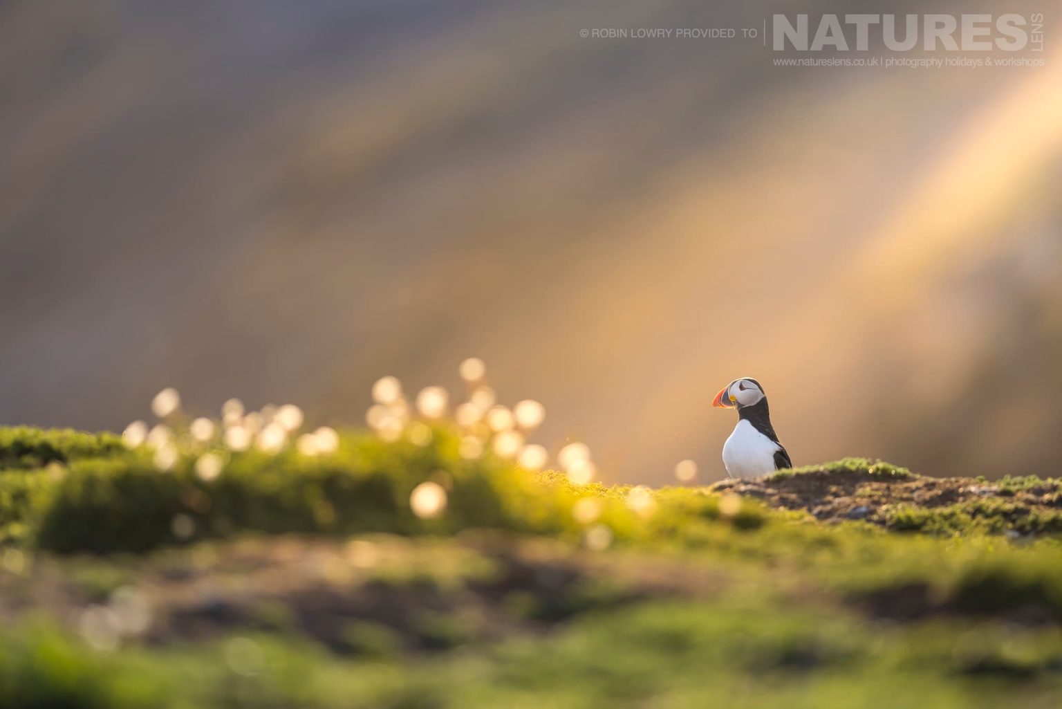 One Of Skomer Atlantic Puffins Photographed By Robin Lowry Whilst Guiding A Natureslens Atlantic Puffins Photography Holiday