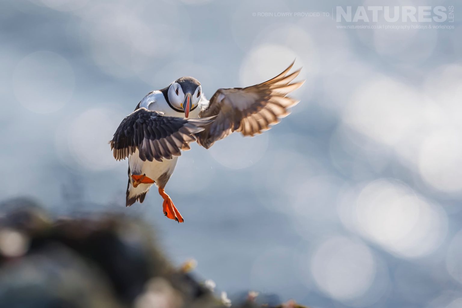 One Of Skomer Atlantic Puffins With The Glistening Sea Behind Photographed By Robin Lowry Whilst Guiding A Natureslens Atlantic Puffins Photography Holiday