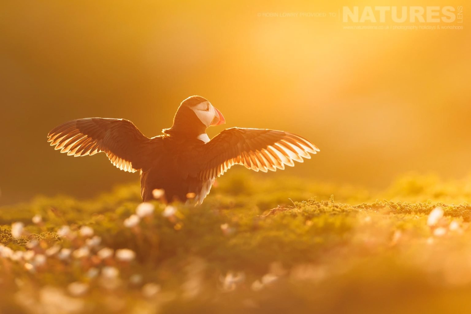 One Of Skomer Puffins Stretches It Wings Whilst Being Illuminated By The Golden Glow Photographed By Robin Lowry Whilst Guiding A Natureslens Atlantic Puffins Photography Holiday