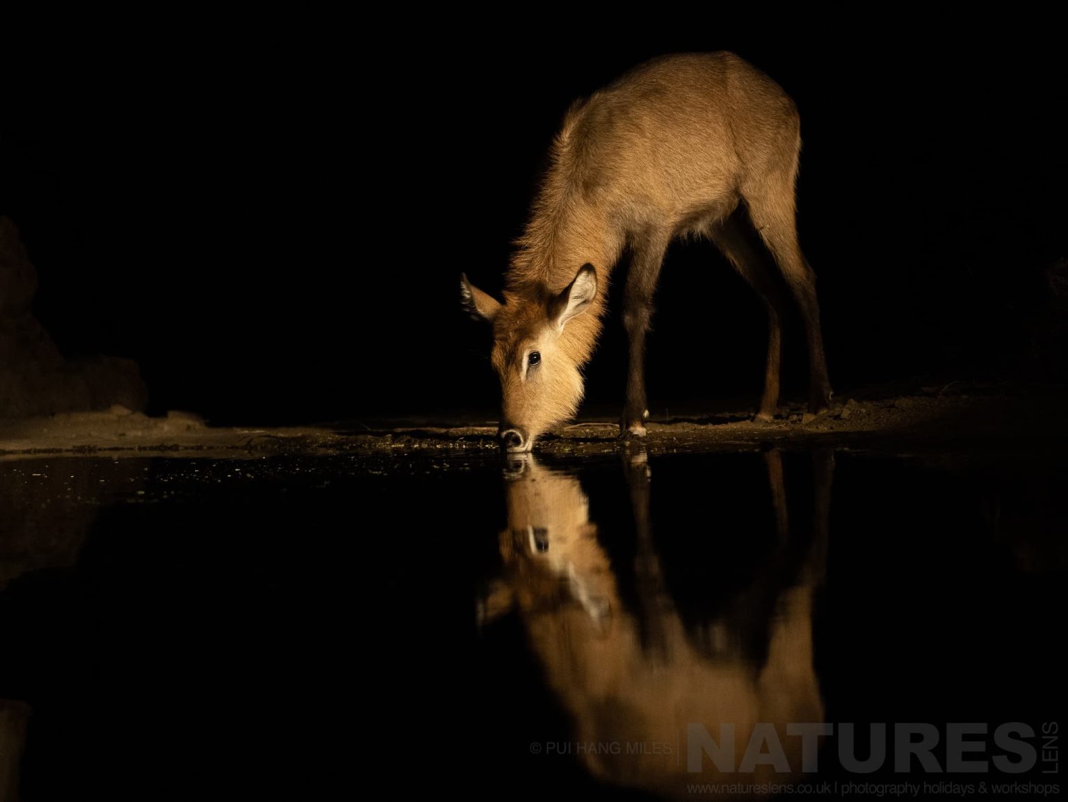Various Species Of African Wildlife Can Be Photographed At Night From The Hide At Lentorre Lodge A Location That Natureslens Have Been Visiting For A Number Of Years