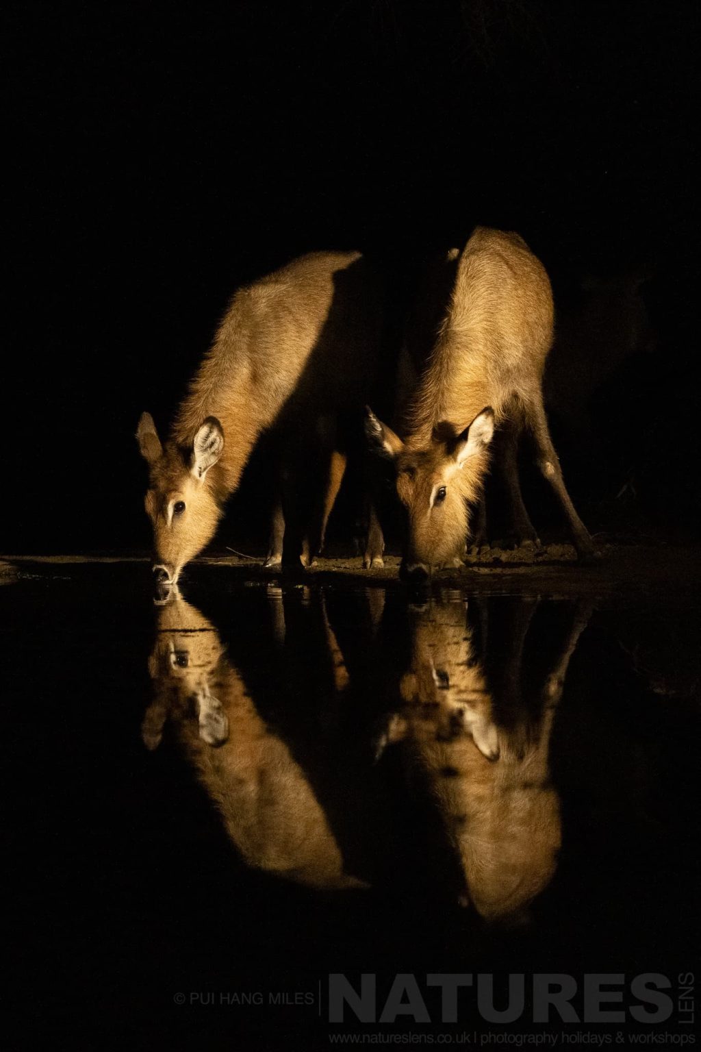 Various Types Of African Wildlife Can Be Photographed At Night From The Hide At Lentorre Lodge A Location That Natureslens Have Been Visiting For A Number Of Years