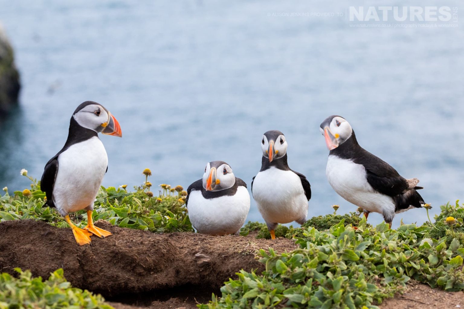 A Circus Of The Puffins Of Skomer On One Of The Headlands With The Sea Beyond
