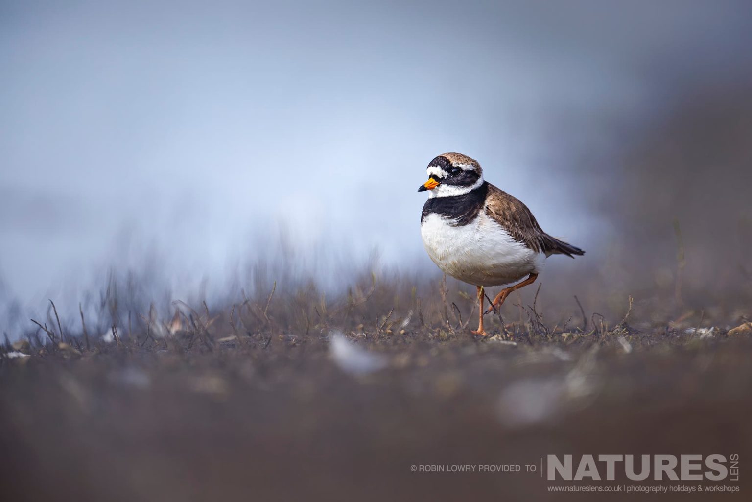A Common Ringed Plover Photographed In It Natural Habitat On Grimsey Island Iceland