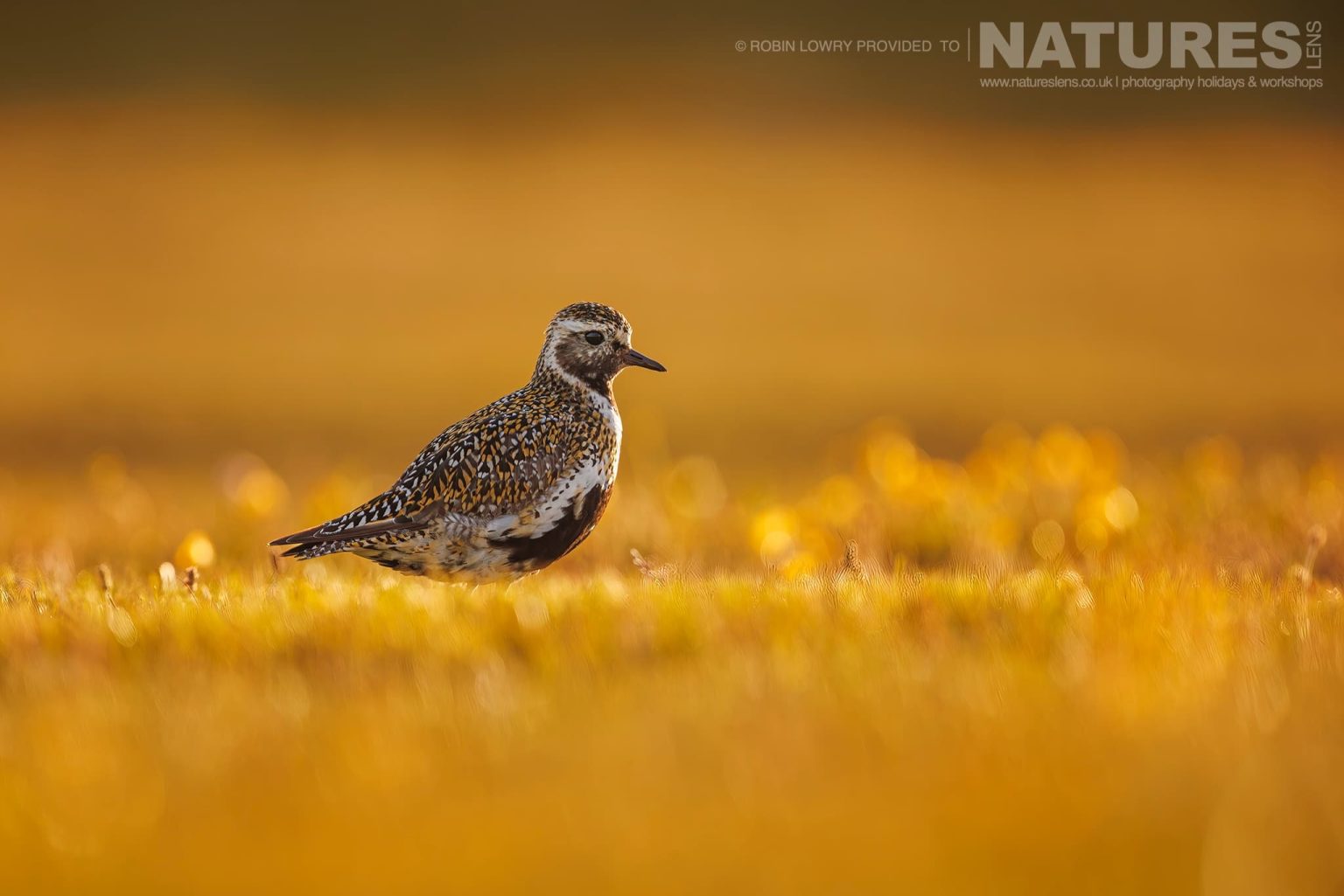 A European Golden Plover In Golden Light Found On Grimsey Island During The Summer Months