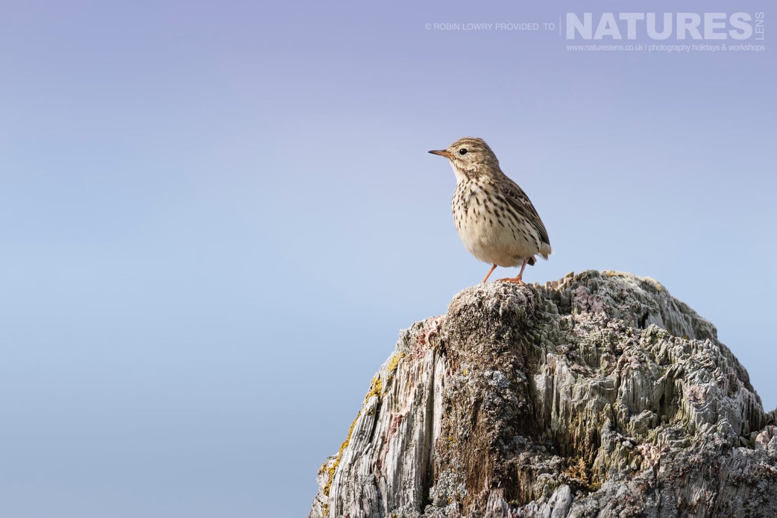 A Fabulous Meadow Pipit Another Of The Residents Of Grimsey Island