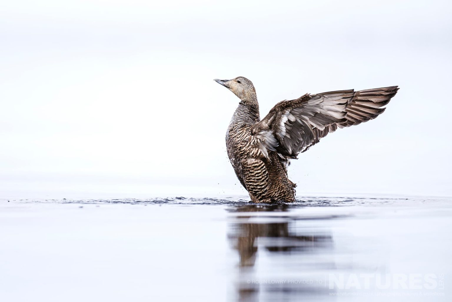 A Female Common Eider Stretches It Wings Photographed In It Natural Habitat On Grimsey Island Iceland