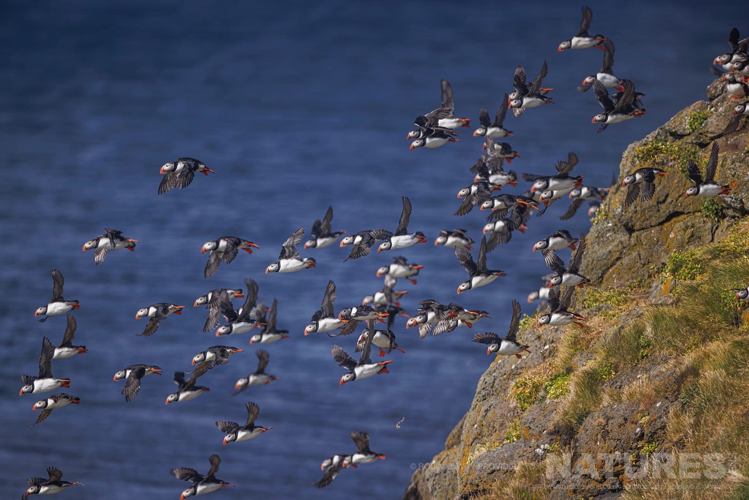 A Formation Of Atlantic Puffins Take Flight From One Of The Cliffs Photographed In It Natural Habitat On Grimsey Island Iceland
