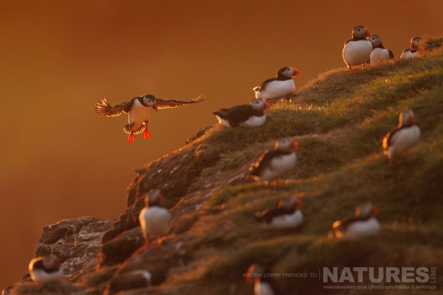 A Group Of Atlantic Puffins Bathed In Soft Light Photographed In Their Natural Habitat On Grimsey Island Iceland