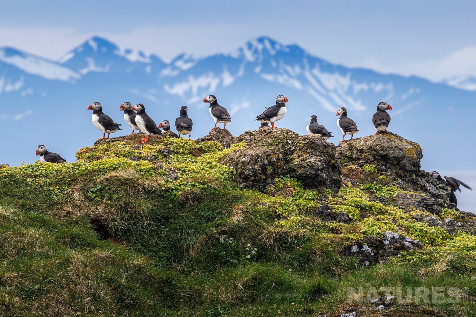 A Group Of Atlantic Puffins With The Mountains Of Iceland Behind Photographed On Grimsey Island Iceland