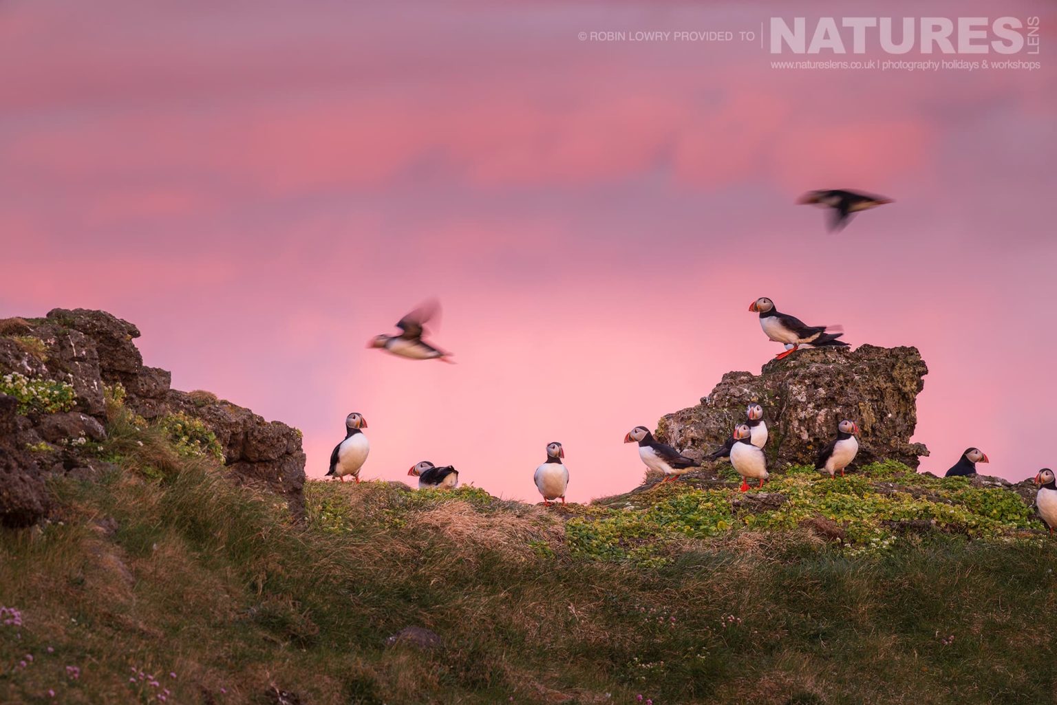 A Group Of Puffins From The Atlantic Puffin Colony Of Grimsey Island Set Against The Pink Sky