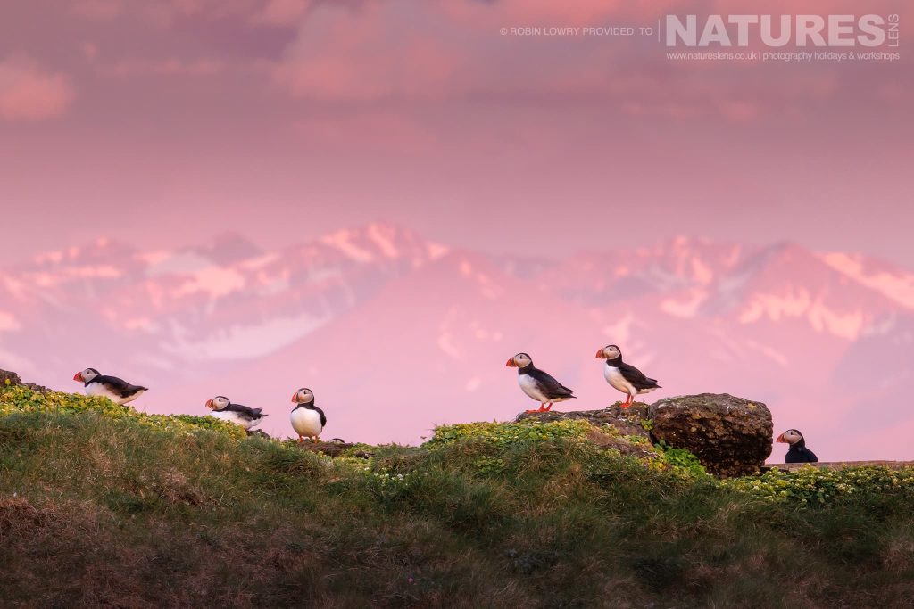 A Group Of Puffins From The Atlantic Puffin Colony Of Grimsey Island Set Against The Pink Sky With Icelands Mountains In The Background Robin Lowry – Atlantic Puffins of Grímsey Island – 2023