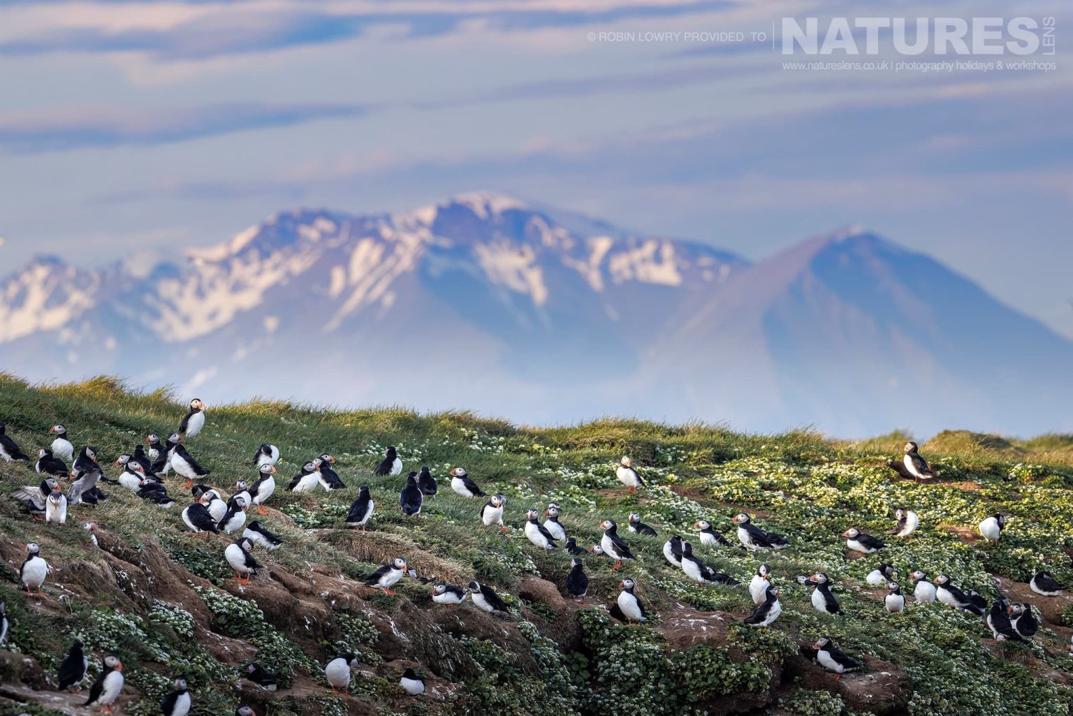 A Group Of Puffins On One Of The Headlands Found On Grimsey Island With Icelands Mountains In The Background
