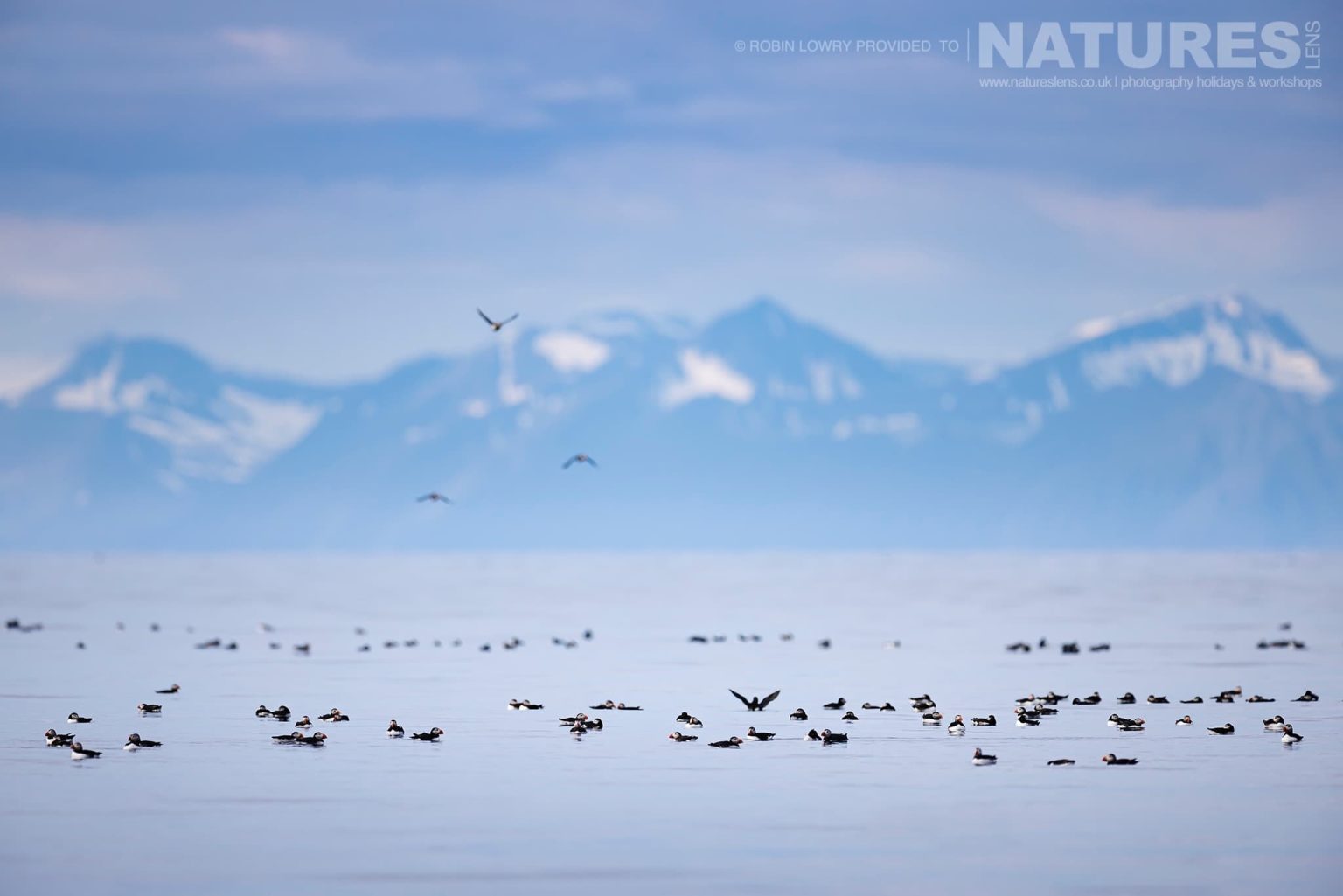 A Group Of Puffins On The Waters Off Grimsey Island With Icelands Mountains In The Background
