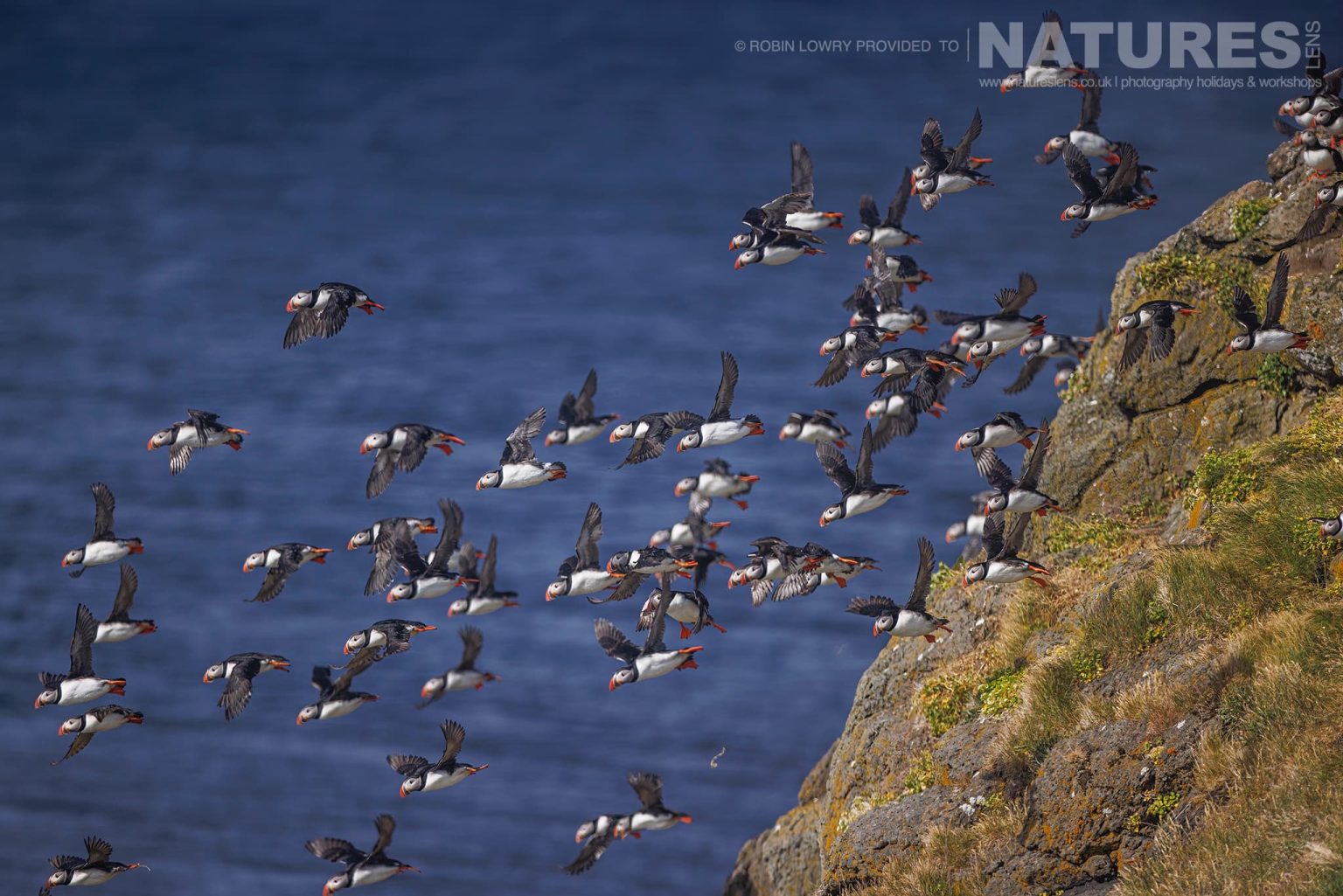 A Group Of Puffins Taking Flight From The Atlantic Puffin Colony Of Grimsey Island